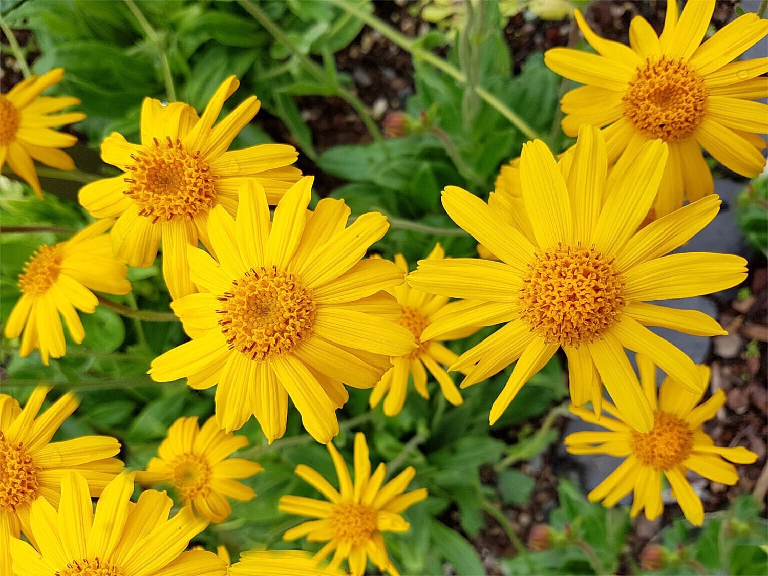 What is Arnica Montana?