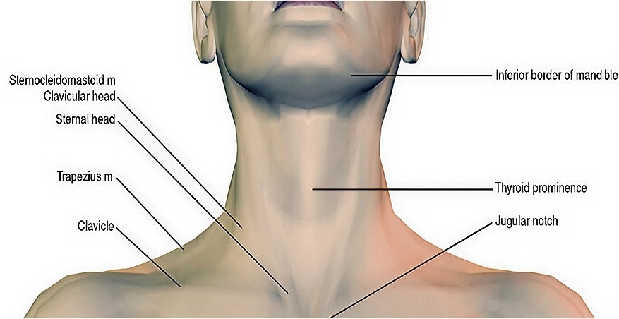 Annotated diagram of neck anatomy and muscles.