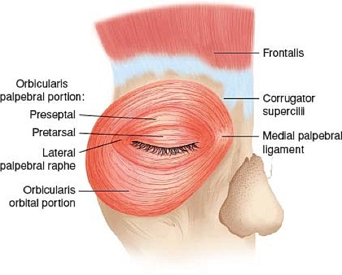 Diagram of facial muscles around the eye.