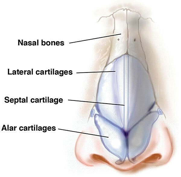 Diagram of nasal anatomy and cartilage structure